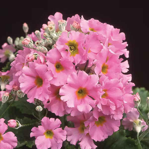 Pink Primula plant