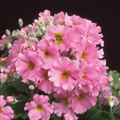 Pink Primula plant