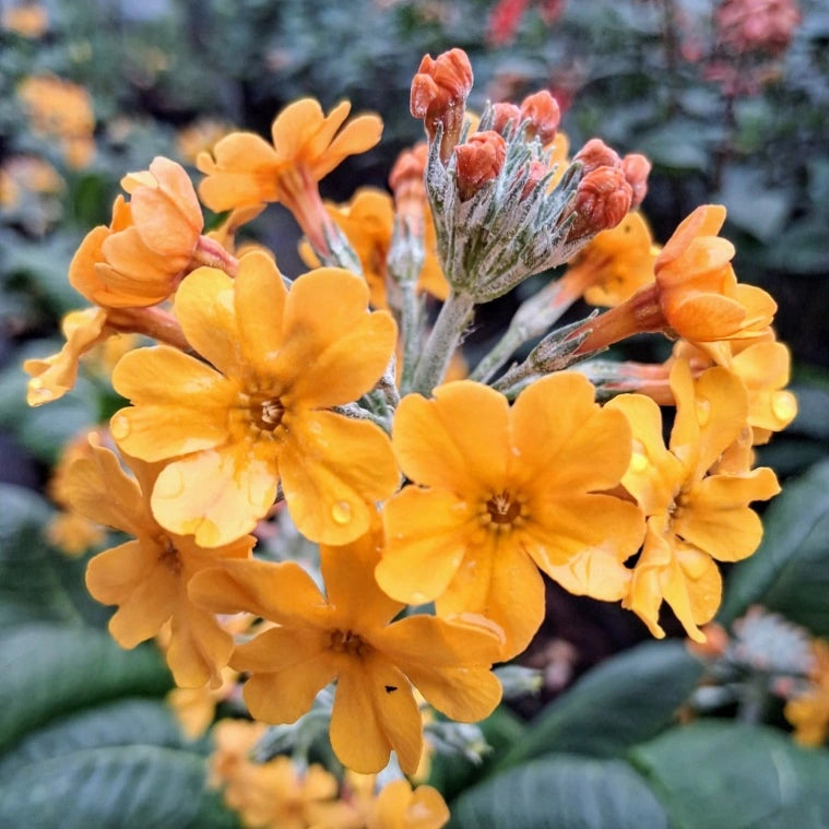 Primula Orange flower seeds