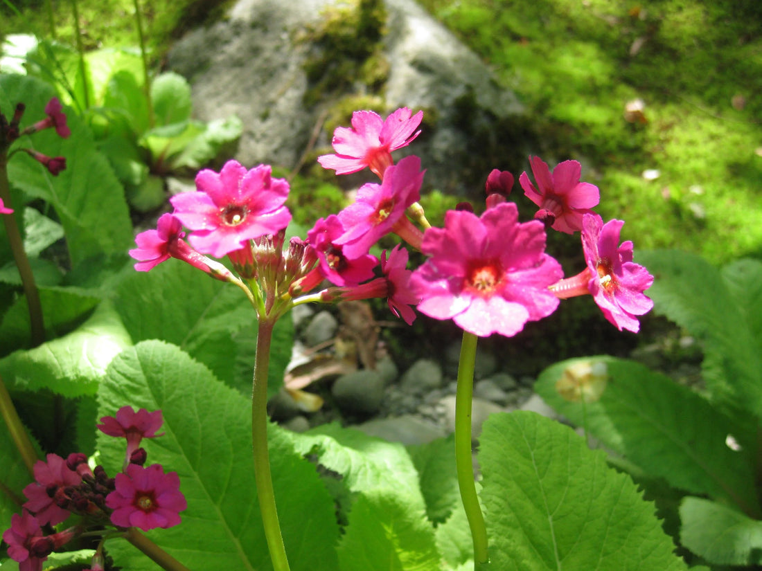 Primula Japonica flower seeds