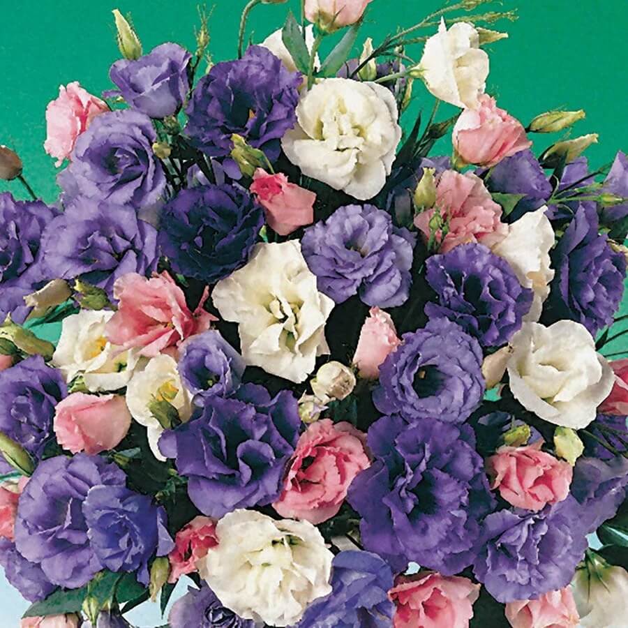 Colorful Mix Lisianthus plant