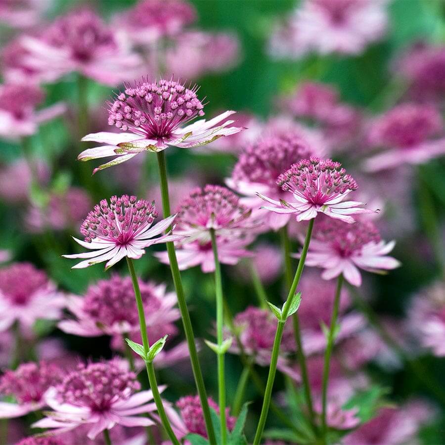 Compact Astrantia Major plant