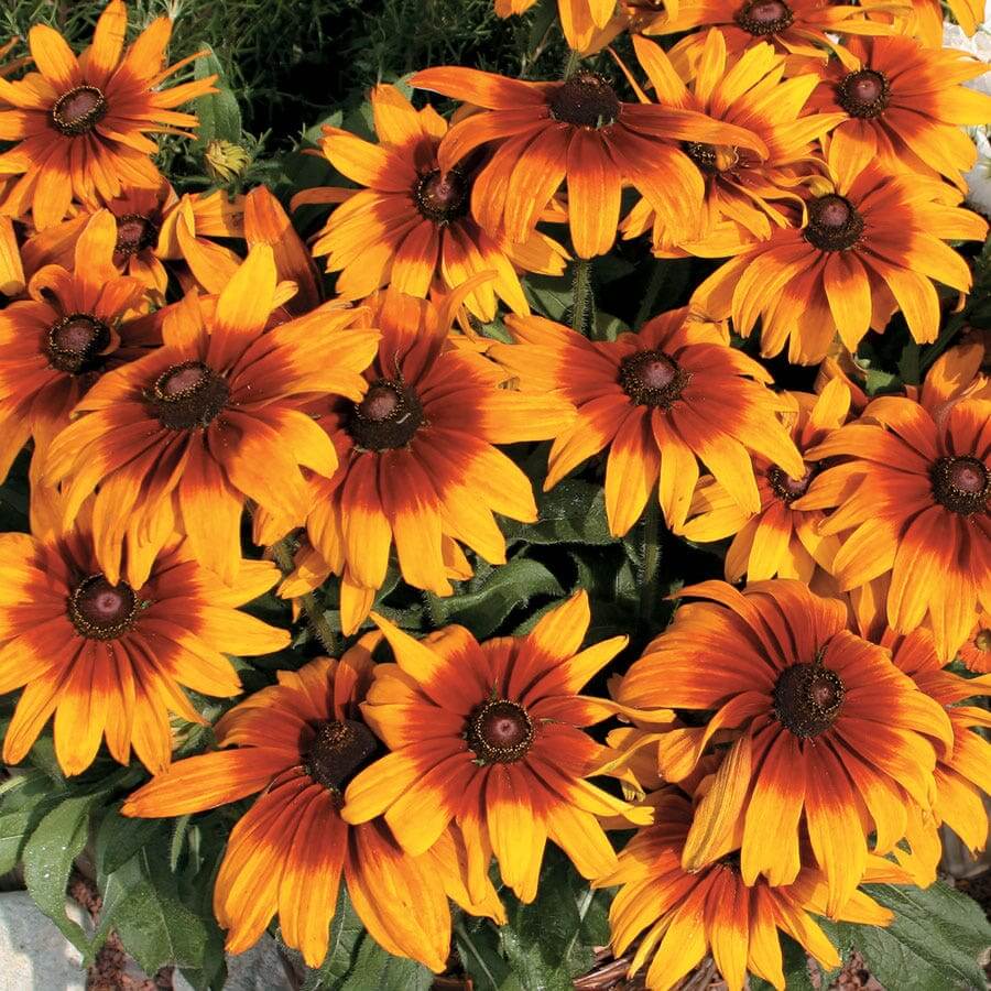 Premium Hirta Rudbeckia plant