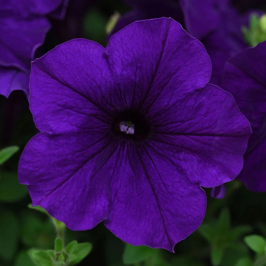 Color Blue Petunia plant