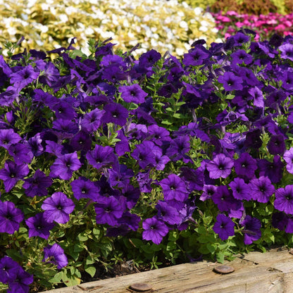 Color Blue Petunia plant