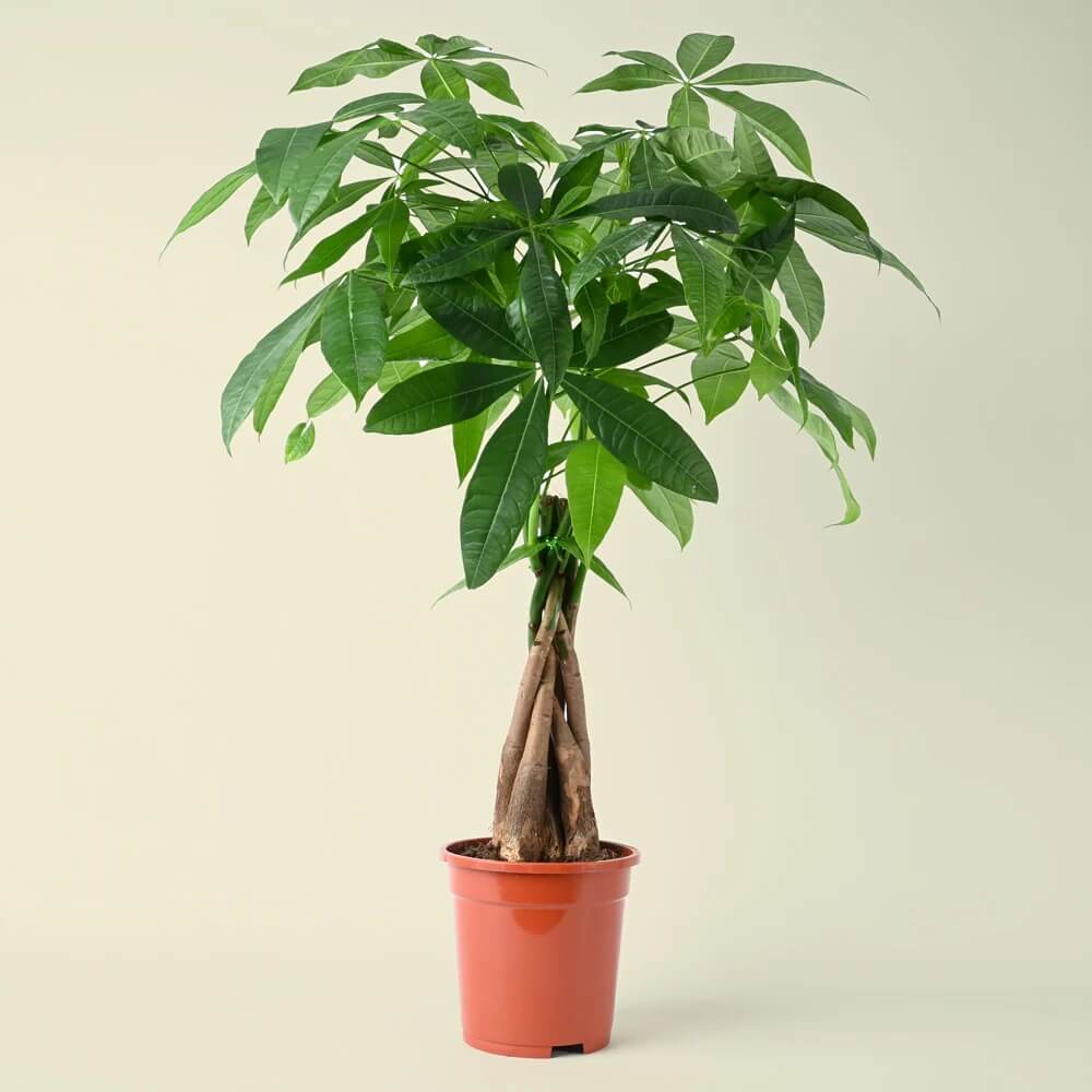Prosperity Plant
