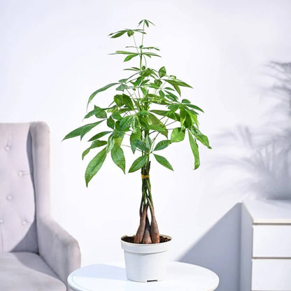 Prosperity Plant