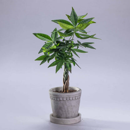 Prosperity Plant