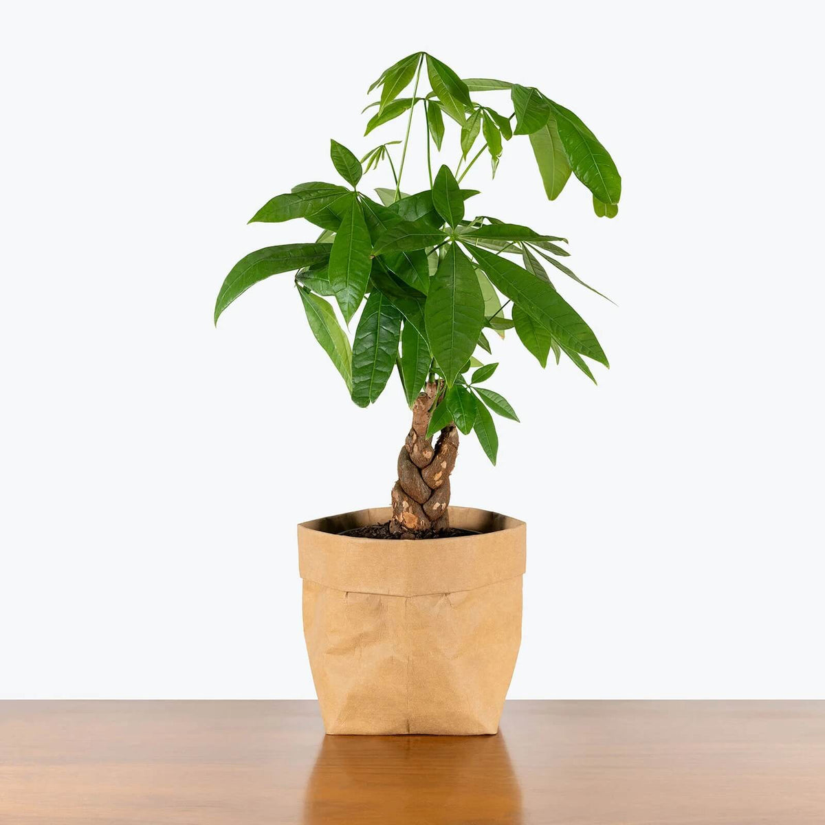 Prosperity Plant