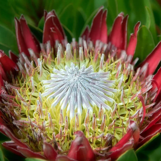 Pink White Protea plant