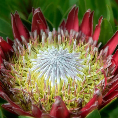 Pink White Protea plant