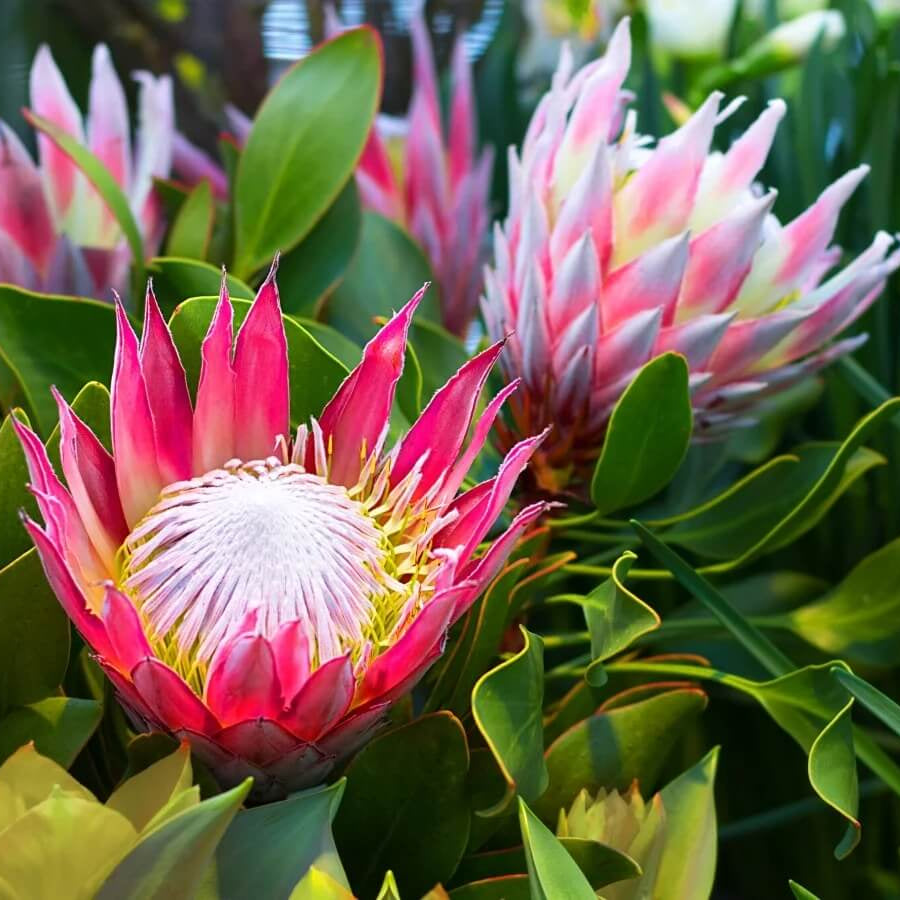 Protea plant