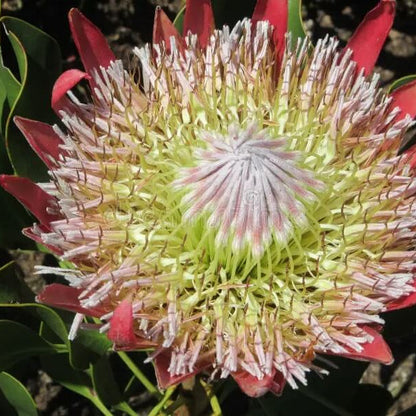 Pink White Protea plant