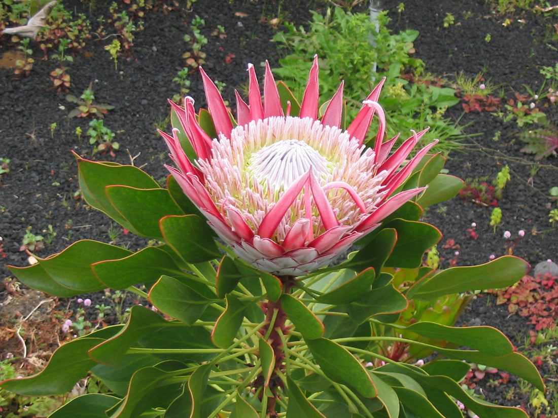 Protea Cynaroides flower seeds
