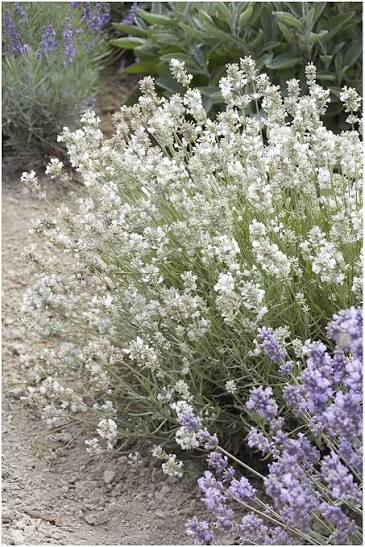 Provence Lavender White Flower Seeds for Planting