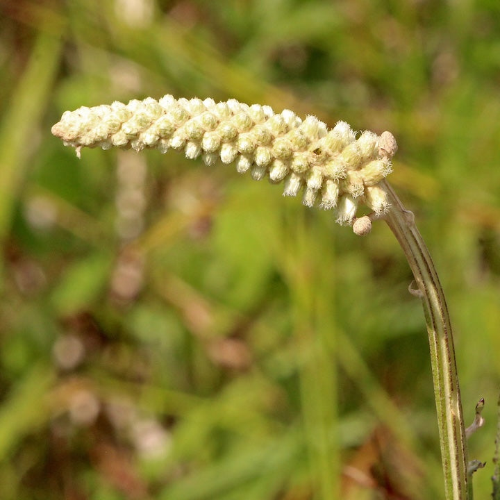 Pterocaulon flower seeds