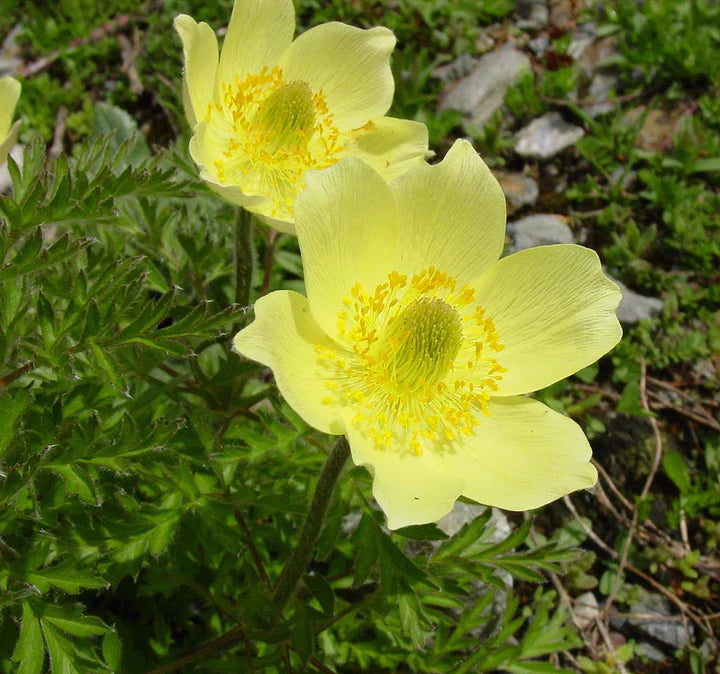 Yellow Perennial flower seeds