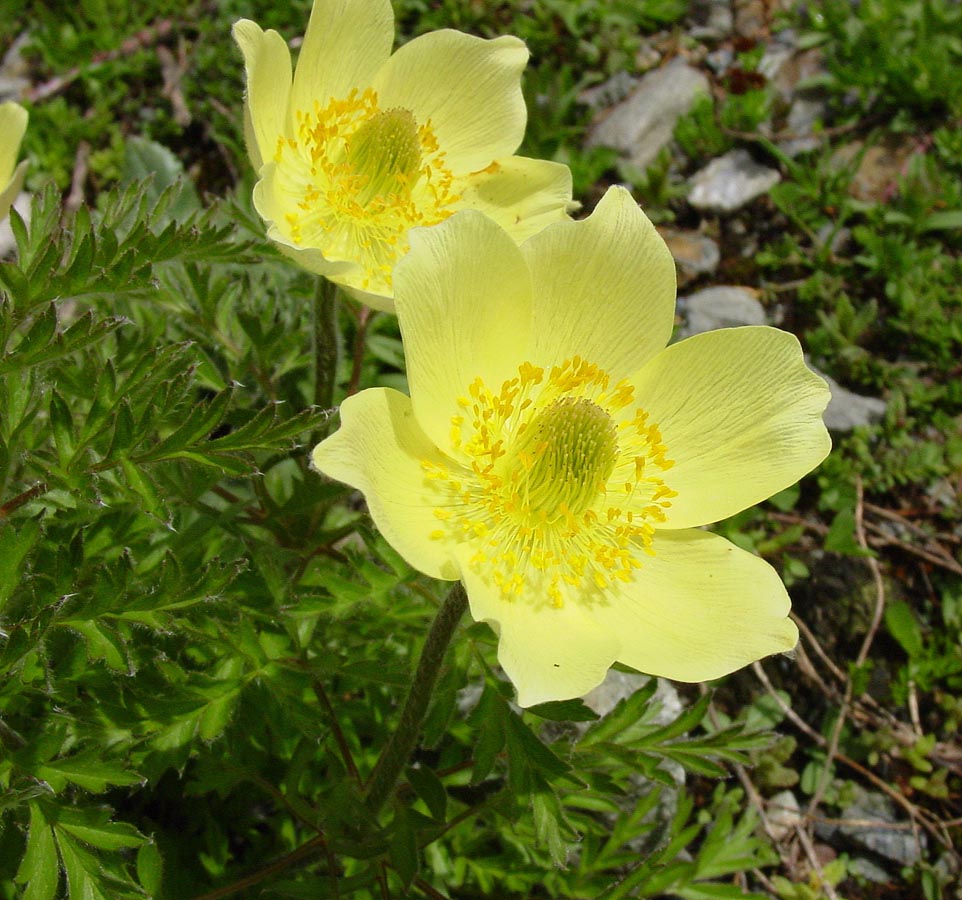 Light Green flower seeds