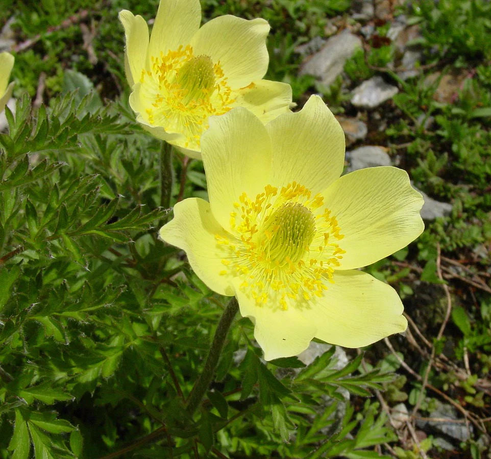 Yellow Anemone flower seeds