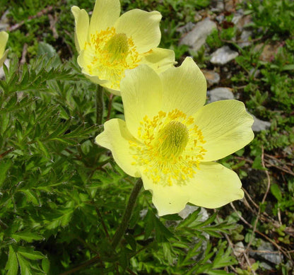 Yellow Anemone flower seeds