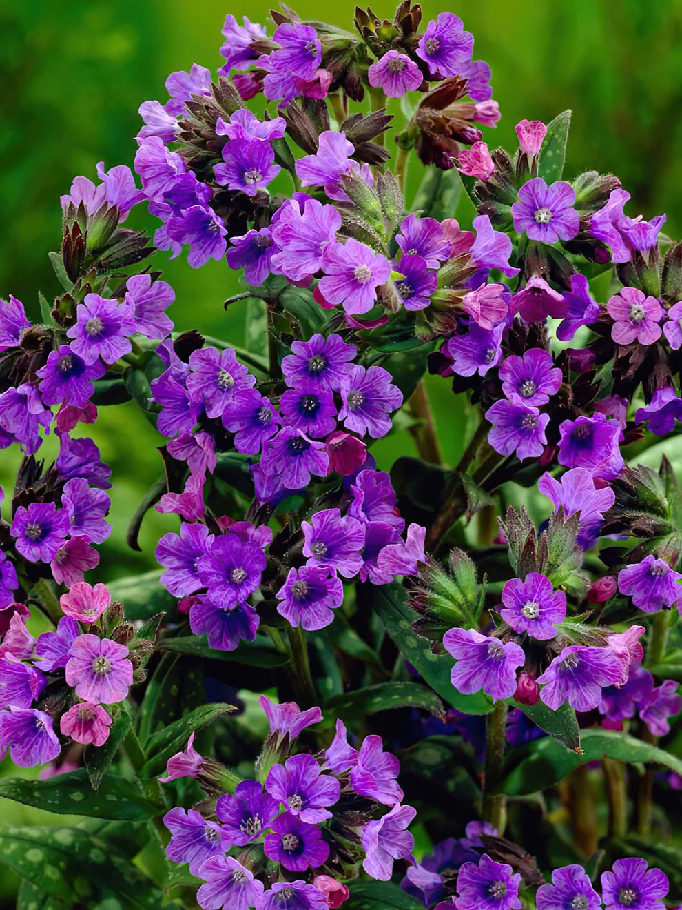 Blue Pulmonaria flower seeds
