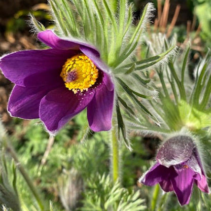 Pulsatilla Vulgaris plant
