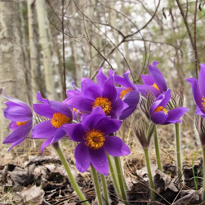 Pulsatilla Vulgaris plant