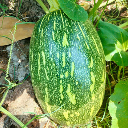 Black Pumpkin Seeds for Planting – Heirloom Pumpkin Garden Seeds