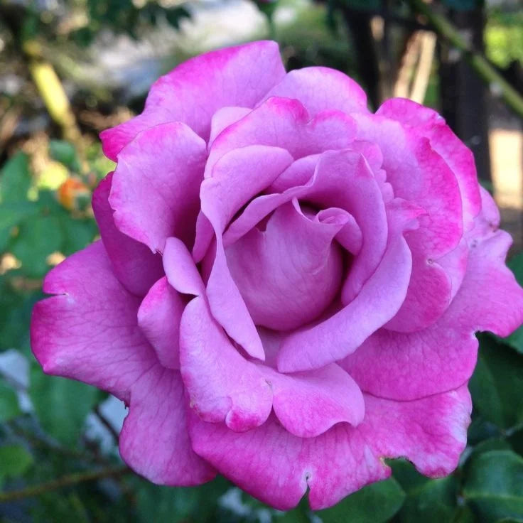 Violet Climbing Rose Flower Seeds for Planting – Heirloom Non-GMO Garden Seeds