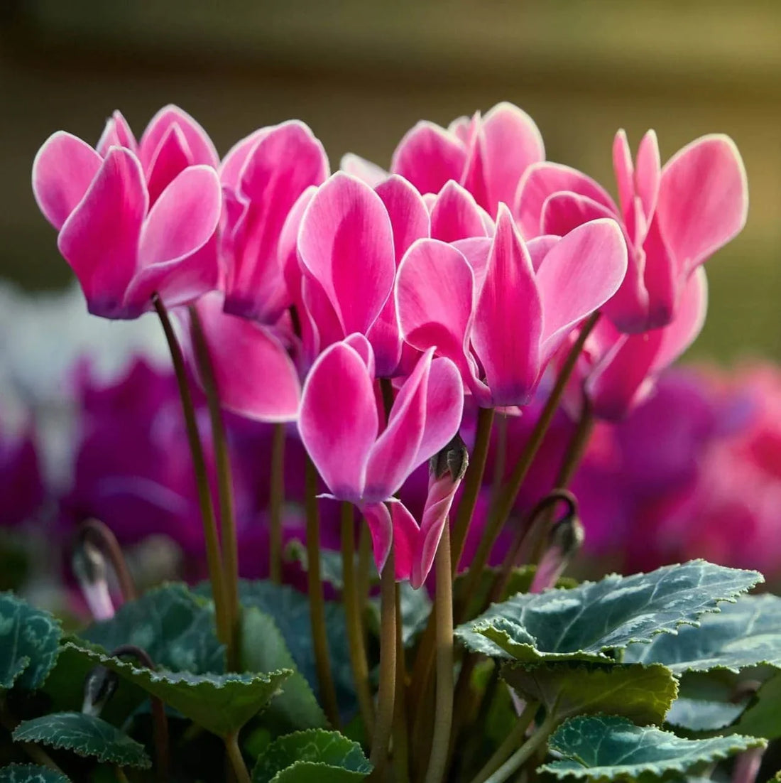 Violet Cyclamen flower seeds