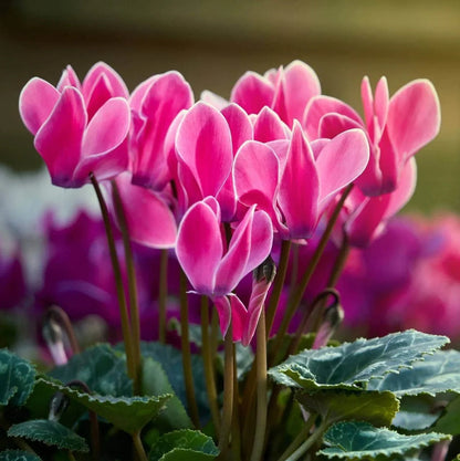 Violet Cyclamen flower seeds