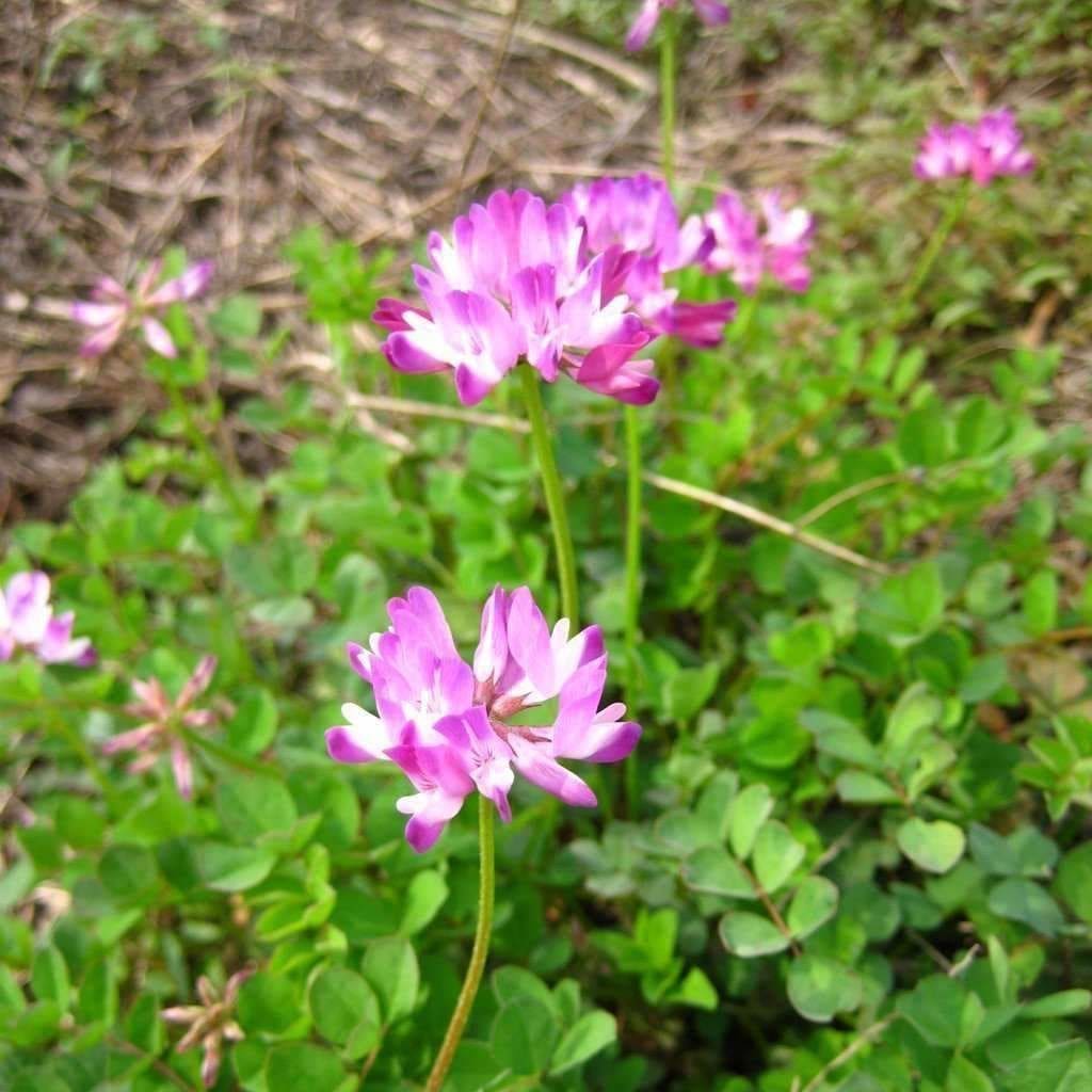 Purple Astragalus flower seeds