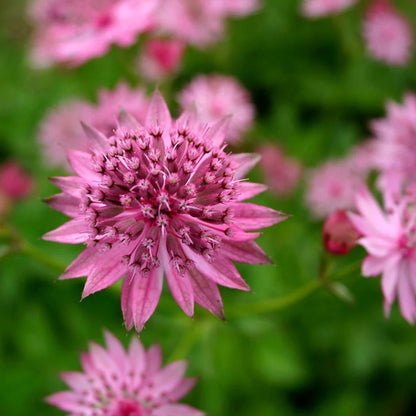 Purple Astrantia flower seeds