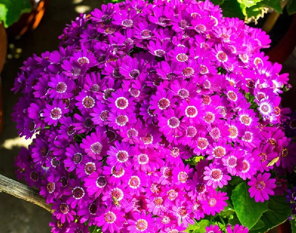 Purple Cineraria flower seeds