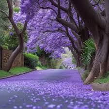 Purple Jacaranda flower seeds