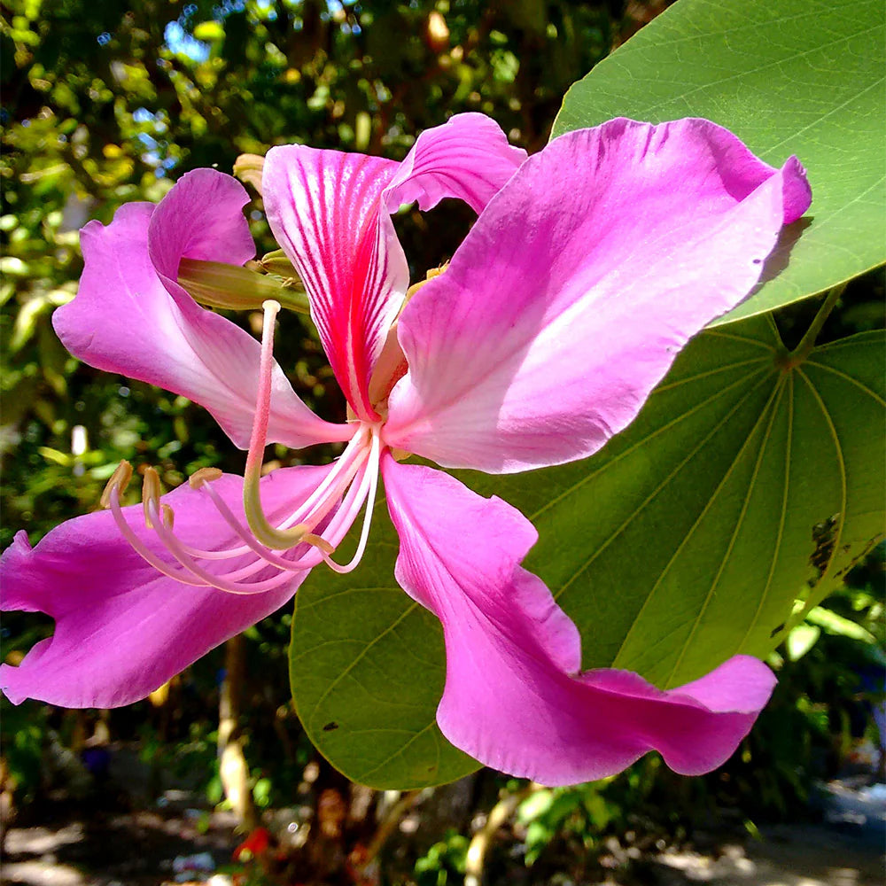 Pink Vietnam flower seeds