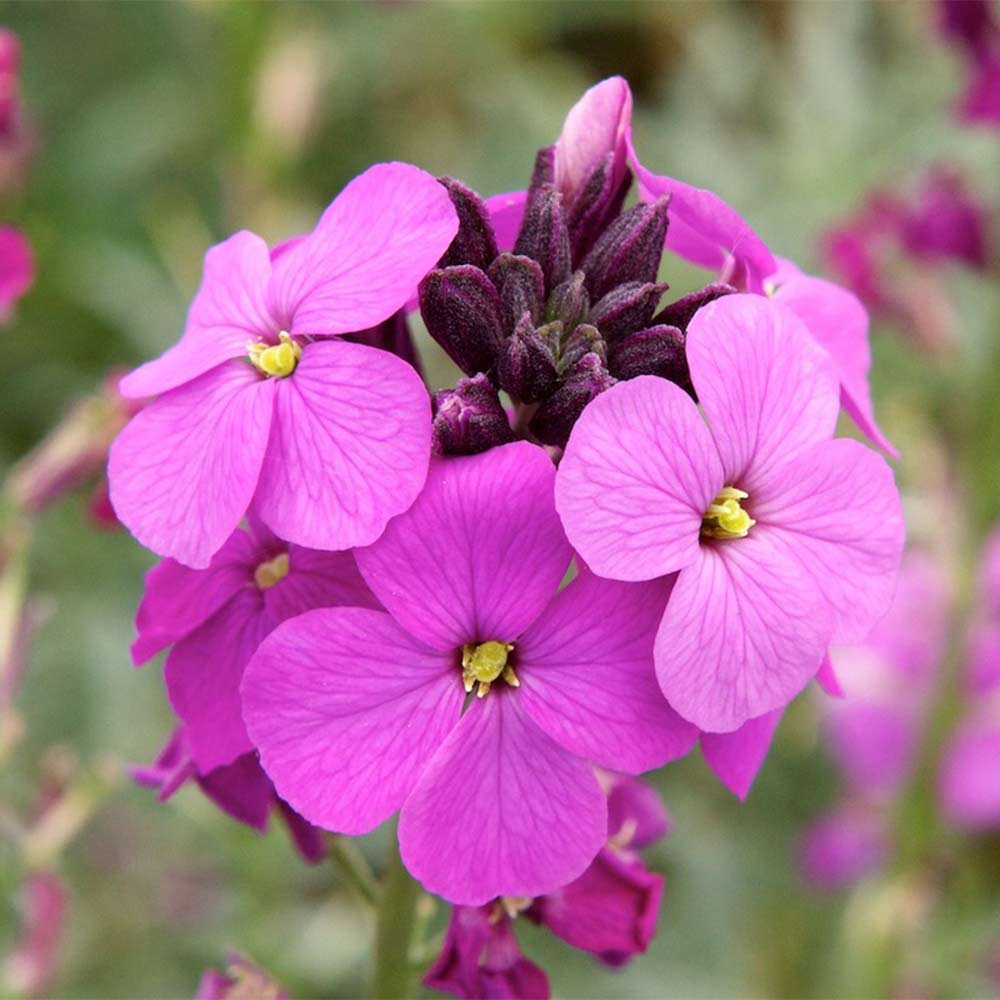 Purple Pink flower seeds