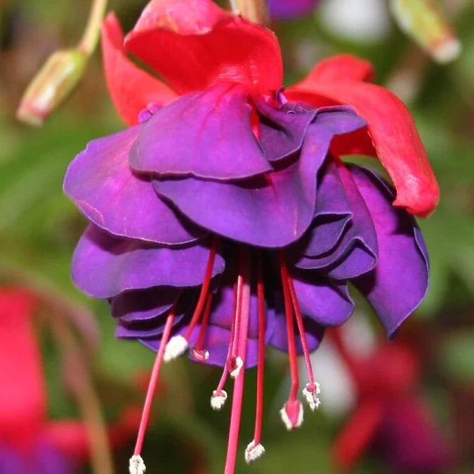 Purple Red flower seeds