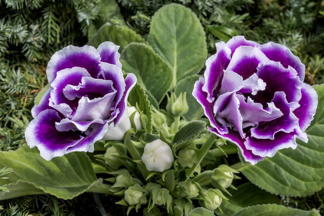 Purple White flower seeds