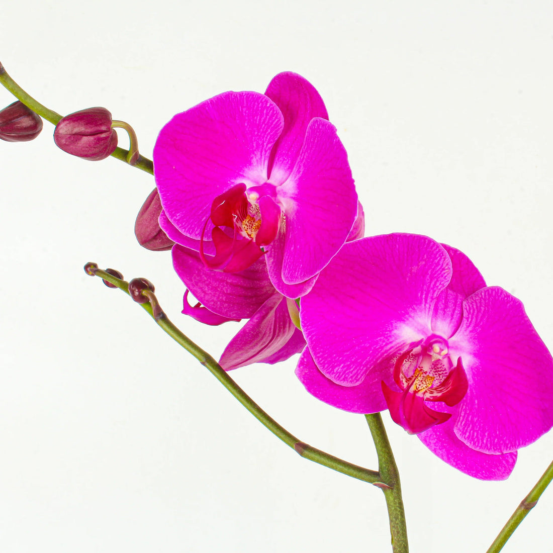 Pink Phalaenopsis flower seeds