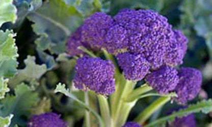 Purple Broccoli Seeds for Planting – Heirloom Broccoli Seeds