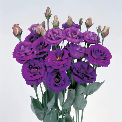 Rosita Purple Lisianthus plant