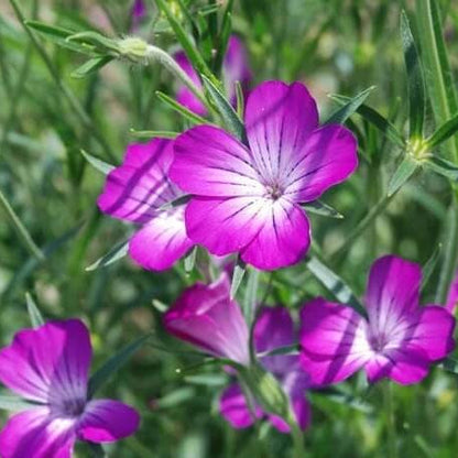 Purple Agrostemma plant