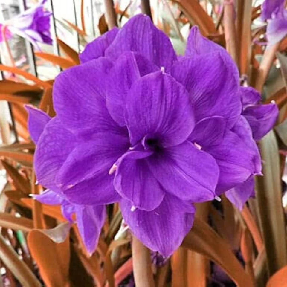 Purple Amaryllis plant