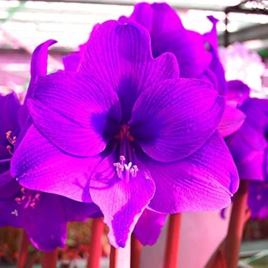 Purple Amaryllis plant