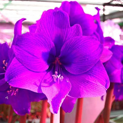 Purple Amaryllis plant