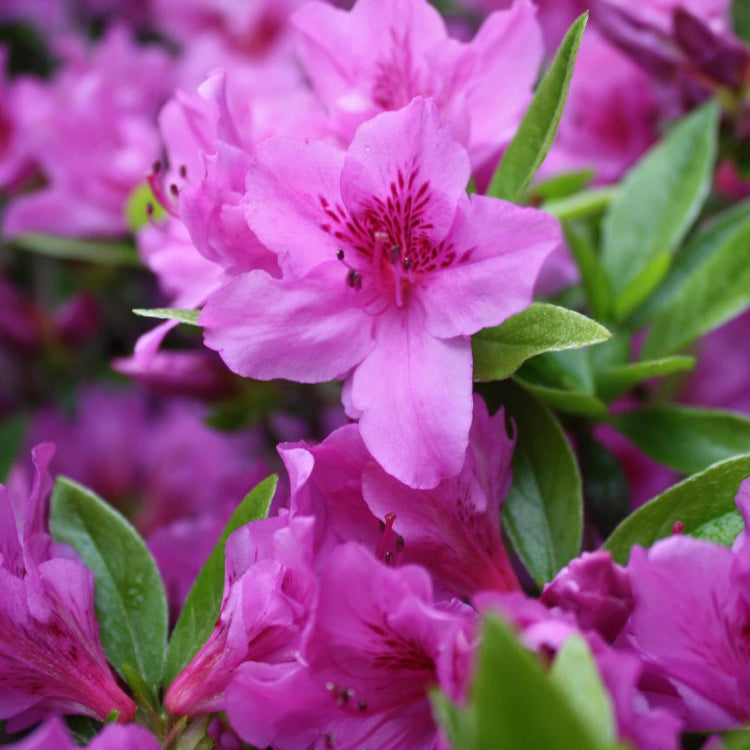 Purple Azalea plant