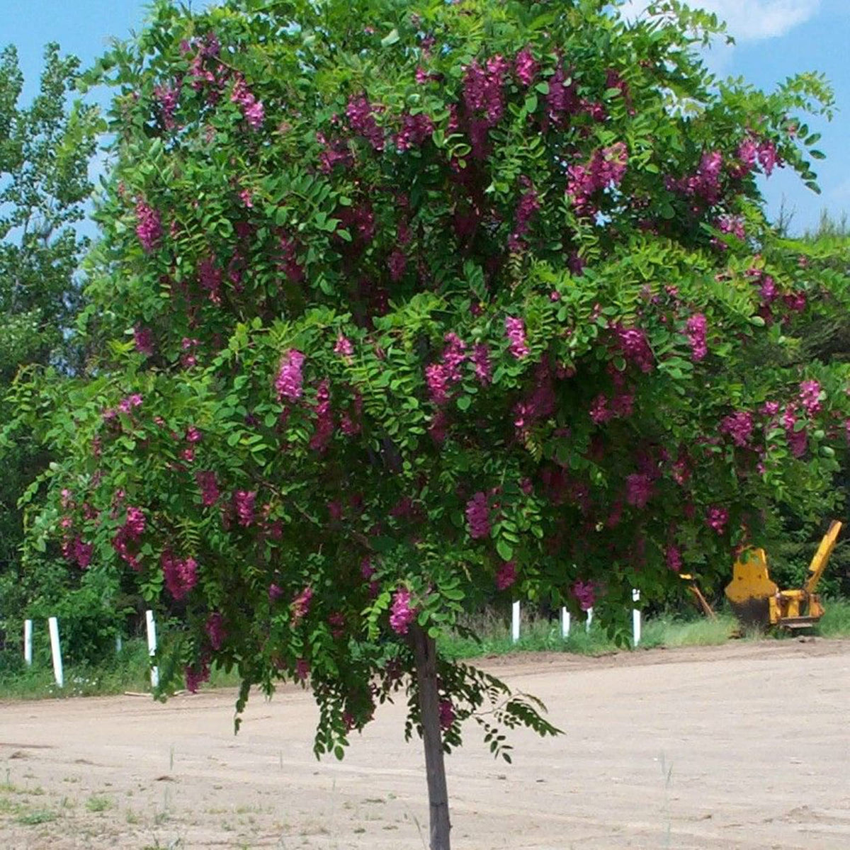 Bloom Black Locust plant