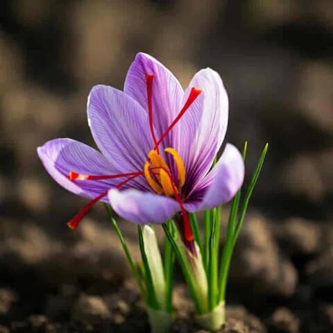 Purple Crocus plant