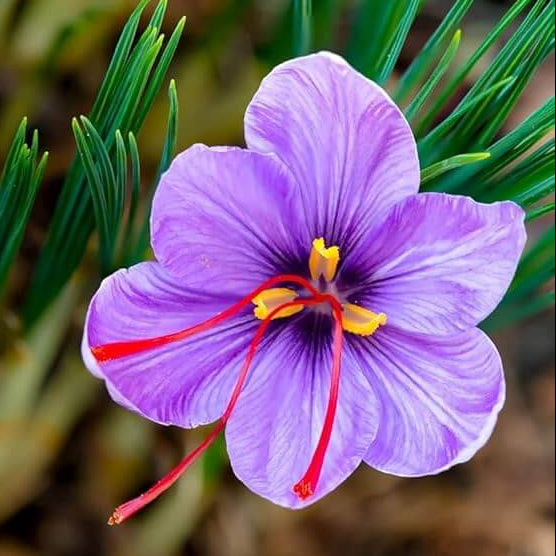 Purple Crocus plant